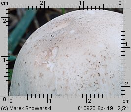 Agaricus xanthodermus (pieczarka karbolowa)