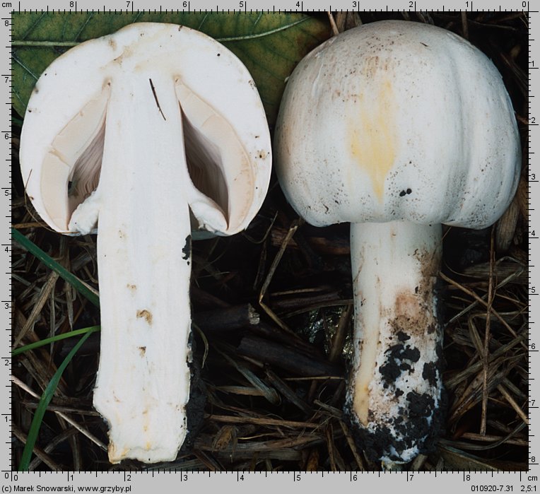 Agaricus xanthodermus (pieczarka karbolowa)