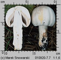 Agaricus xanthodermus (pieczarka karbolowa)