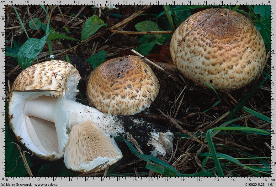 Agaricus subperonatus (pieczarka kompostowa)