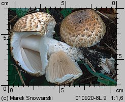 Agaricus subperonatus (pieczarka kompostowa)