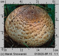 Agaricus subperonatus (pieczarka kompostowa)