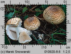 Agaricus subperonatus (pieczarka kompostowa)