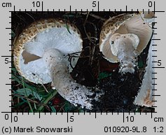 Agaricus subperonatus (pieczarka kompostowa)