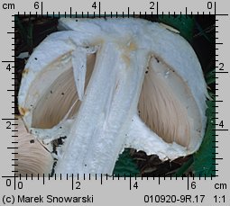 Agaricus subperonatus (pieczarka kompostowa)