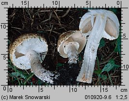 Agaricus subperonatus (pieczarka kompostowa)