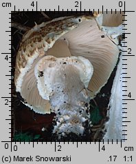 Agaricus subperonatus (pieczarka kompostowa)