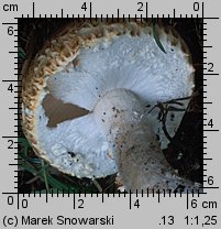 Agaricus subperonatus (pieczarka kompostowa)