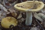 Russula ochroleuca (gołąbek brudnożółty)