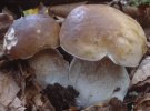 Boletus edulis (borowik szlachetny)