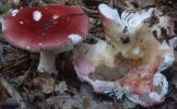 Unidentified-Russula