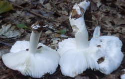 Unidentified-Russula