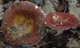 Unidentified-Russula