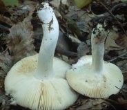 Unidentified-Russula