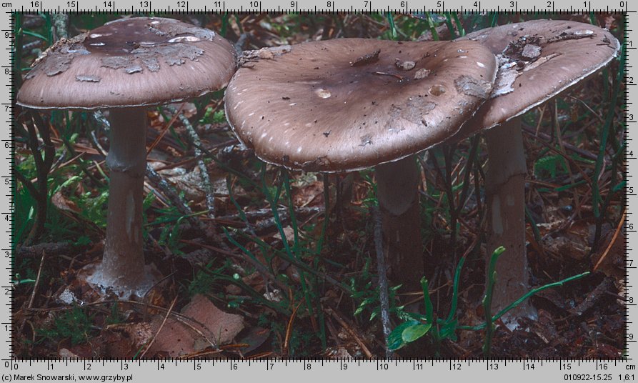 Amanita porphyria (muchomor porfirowy)