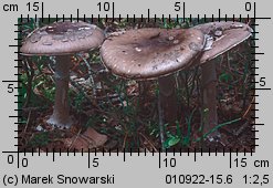 Amanita porphyria (muchomor porfirowy)