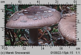 Amanita porphyria (muchomor porfirowy)