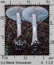 Amanita porphyria (muchomor porfirowy)