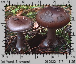 Amanita porphyria (muchomor porfirowy)