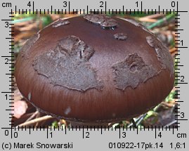 Amanita porphyria (muchomor porfirowy)