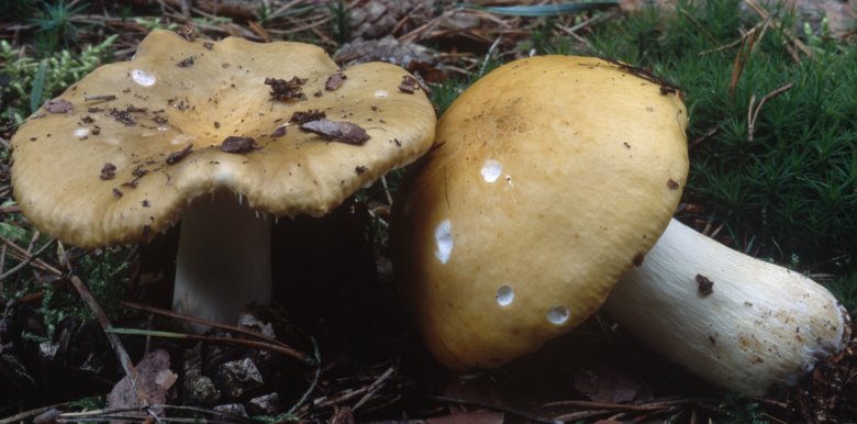 Russula ochroleuca (gołąbek brudnożółty)