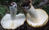 Russula ochroleuca (gołąbek brudnożółty)