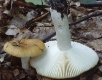 Russula ochroleuca (gołąbek brudnożółty)