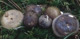 Russula turci (gołąbek turecki)