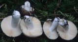 Russula turci (gołąbek turecki)