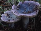 Russula turci (gołąbek turecki)