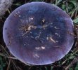 Russula turci (gołąbek turecki)