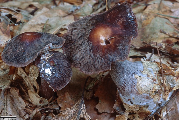 Rhodocollybia filamentosa (monetnica sucha)