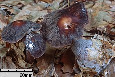 Rhodocollybia filamentosa (monetnica sucha)