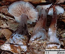 Rhodocollybia filamentosa (monetnica sucha)