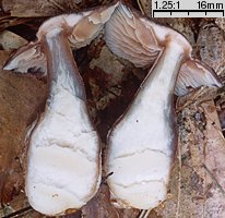 Rhodocollybia filamentosa (monetnica sucha)