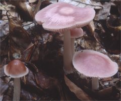 Unidentified-Mycena