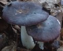 Unidentified-Russula