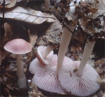 Unidentified-Mycena