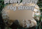 Russula recondita (gołąbek przykry)