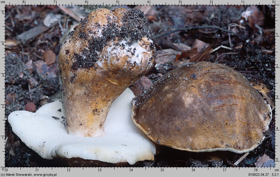 Gyroporus castaneus (piaskowiec kasztanowaty)