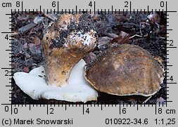 Gyroporus castaneus (piaskowiec kasztanowaty)