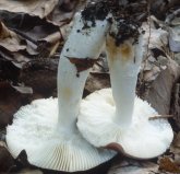 Unidentified-Russula