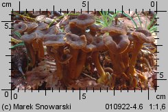 Cantharellus tubaeformis (pieprznik trąbkowy)