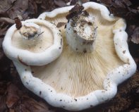 Lactifluus vellereus (mleczajowiec chrząstka)