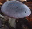 Unidentified-Russula