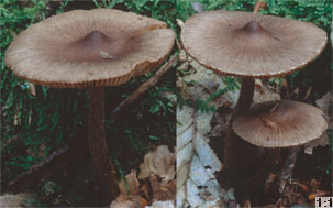 Inocybe asterospora (strzępiak gwiaździstozarodnikowy)