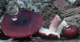 Russula xerampelina (gołąbek śledziowy)