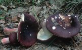 Russula xerampelina (gołąbek śledziowy)