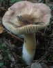 Russula versicolor (gołąbek różnobarwny)