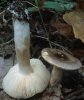 Russula versicolor (gołąbek różnobarwny)